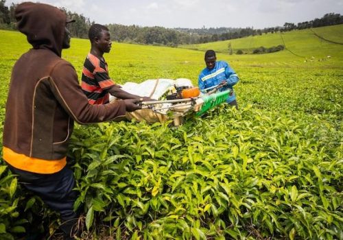 three-african-farmers-collect-tea-leaves-plantation-professed-harvest-from-fields_404612-2173_jpg_75